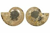 Cut & Polished, Agatized Ammonite Fossil - Madagascar #317504-5